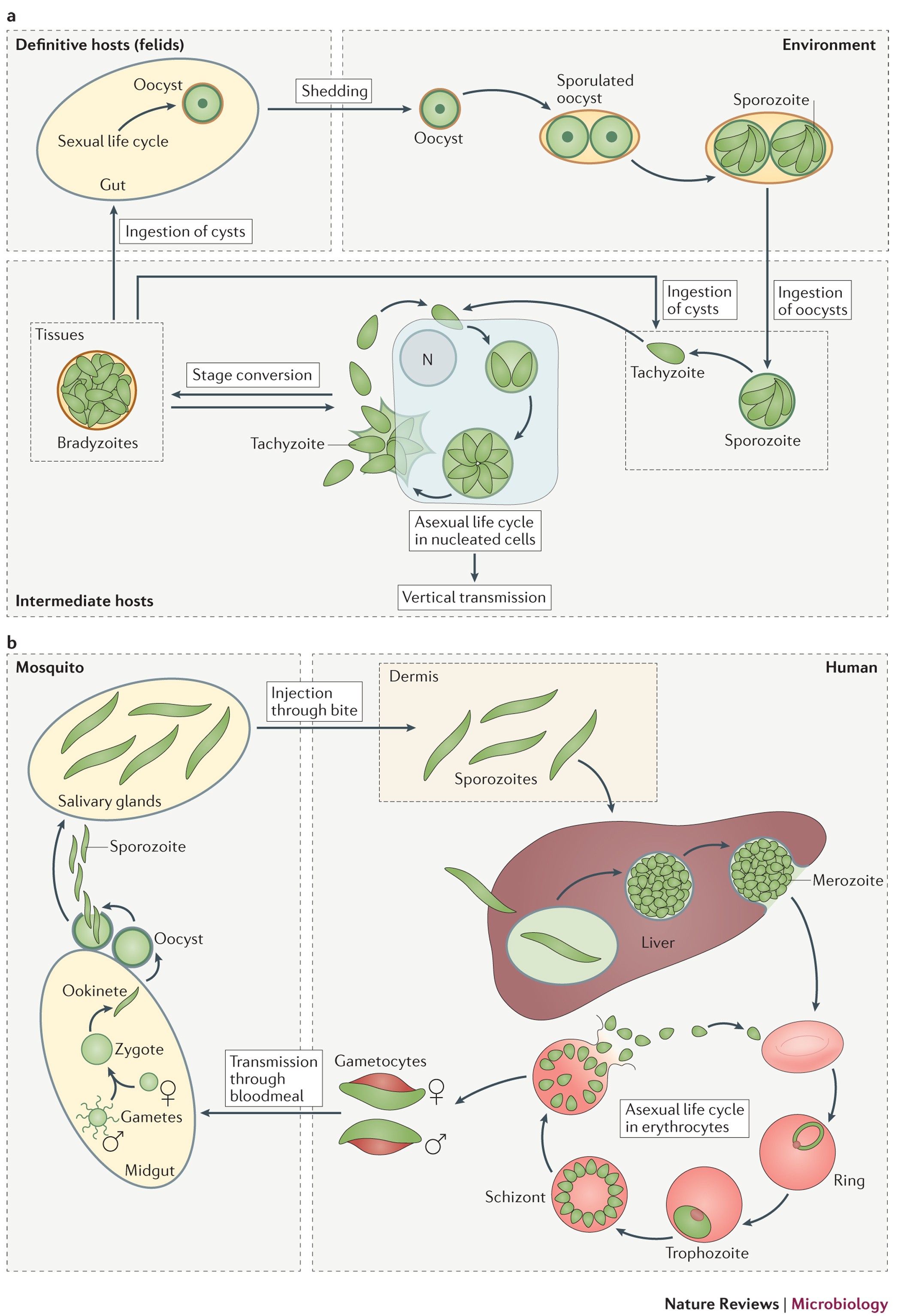 Gliding motility powers invasion and egress in Apicomplexa | Nature Reviews Microbiology Gliding Motility Powers Invasion And Egress In Apicomplexa | Nature Reviews Microbiology