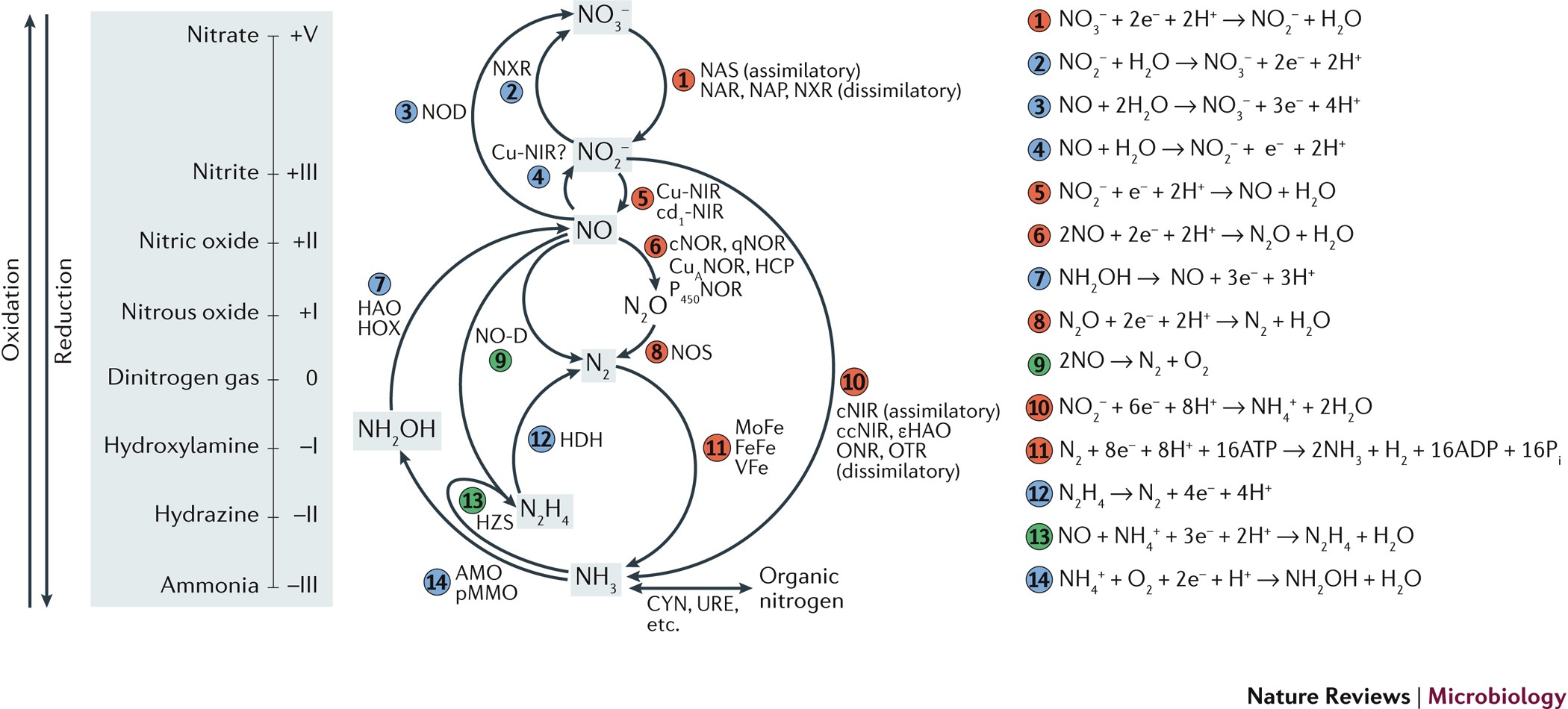 The microbial nitrogen-cycling network | Nature Reviews Microbiology