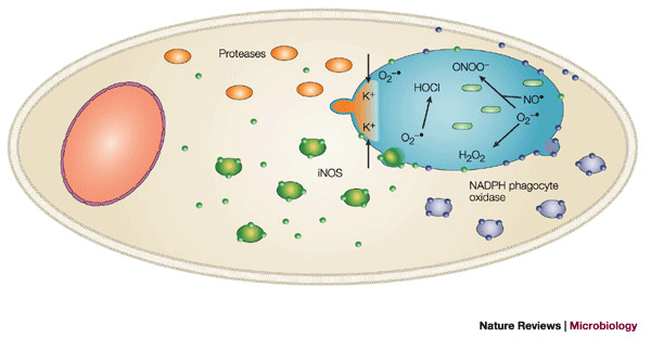 Antimicrobial reactive oxygen and nitrogen species: concepts and  controversies | Nature Reviews Microbiology