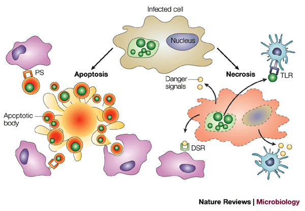 Chlamydia and apoptosis: life and death decisions of an intracellular  pathogen | Nature Reviews Microbiology