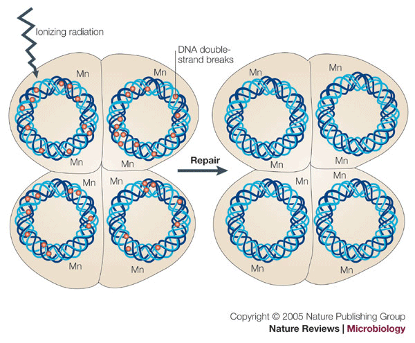 Crystal structure of the Deinococcus radiodurans single-stranded