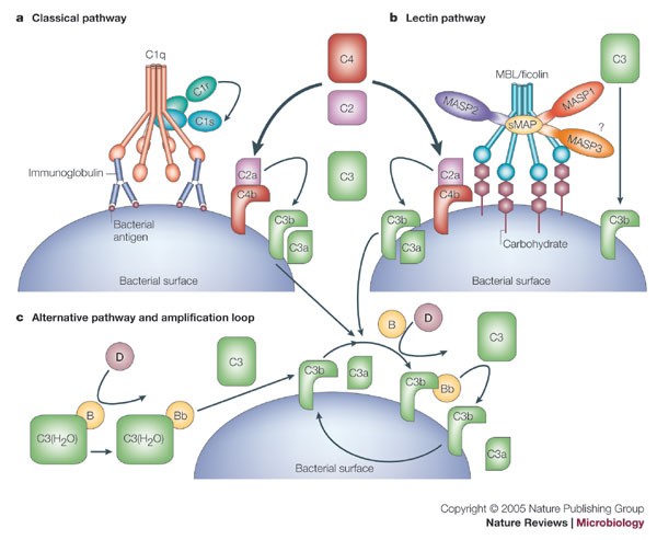 Staphylococcus aureus: Evasion of neutrophils - microbewiki