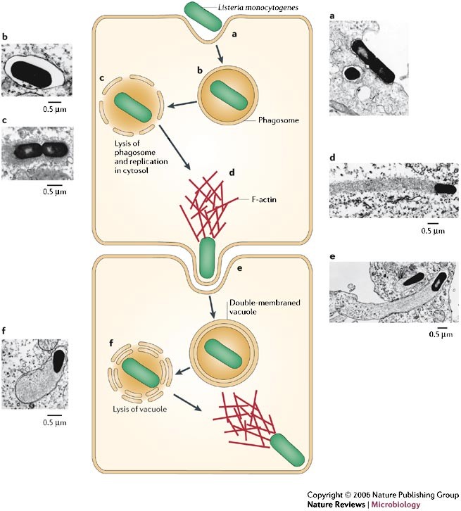 41579 2006 Article BFnrmicro1413 Fig1 HTML