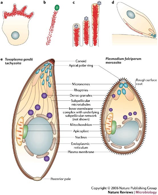 Regulation of apicomplexan actin-based motility | Nature Reviews  Microbiology