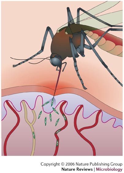 The silent path to thousands of merozoites: the Plasmodium liver stage | Nature Reviews Microbiology The silent path to thousands of merozoites: the Plasmodium liver stage | Nature Reviews Microbiology
