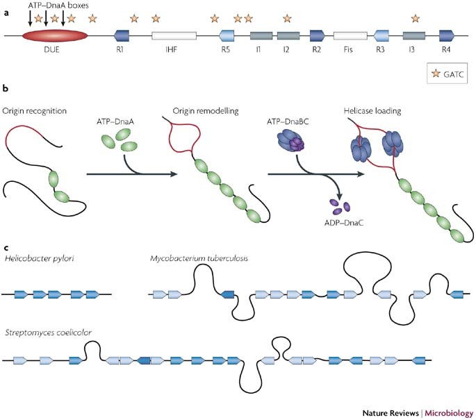DNA replication initiation: mechanisms and regulation in bacteria | Nature  Reviews Microbiology