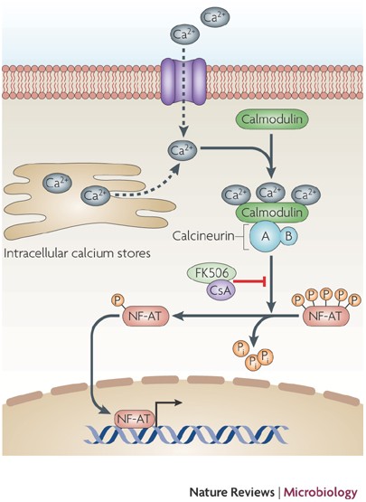 Full article: The Influence Mechanism of Abnormal Immunophilin