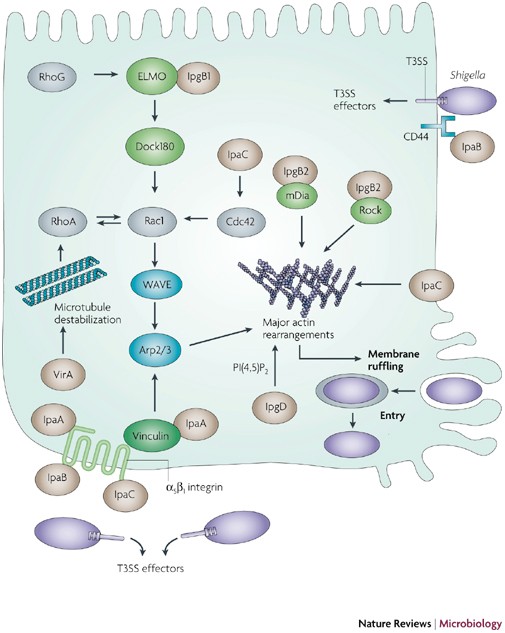 The Versatility Of Shigella Effectors Nature Reviews Microbiology