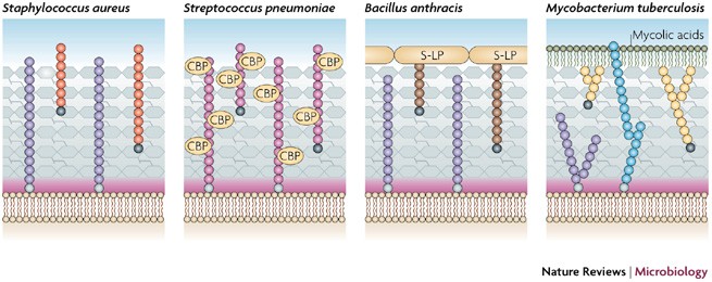 Teichoic acids and related cell-wall glycopolymers in Gram 