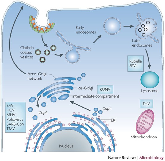 Modification Of Intracellular Membrane Structures For Virus Replication Nature Reviews Microbiology