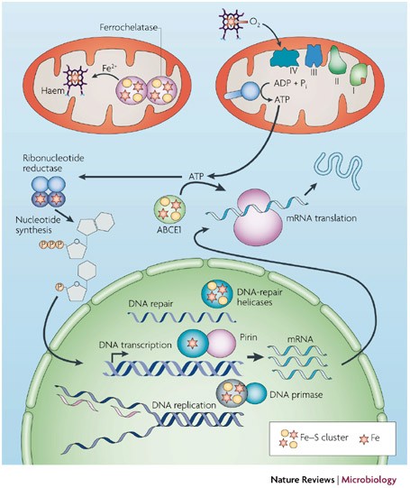 Viral infection and iron metabolism | Nature Reviews Microbiology