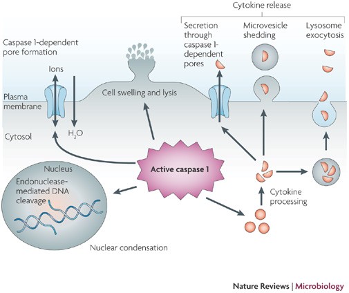 Picture of Pyroptosis