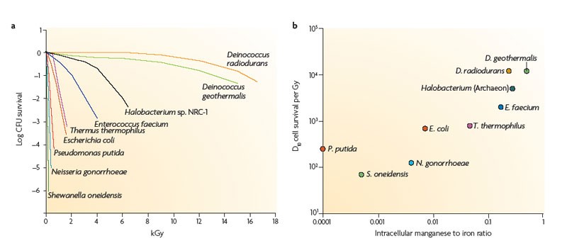 Deinococcus radiodurans nucleoid and distribution states of the