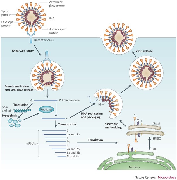 The spike protein of SARS-CoV — a target for vaccine and therapeutic  development | Nature Reviews Microbiology