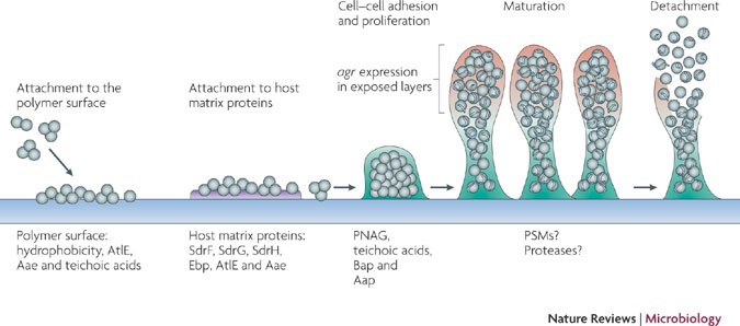 Staphylococcus Epidermidis - an overview