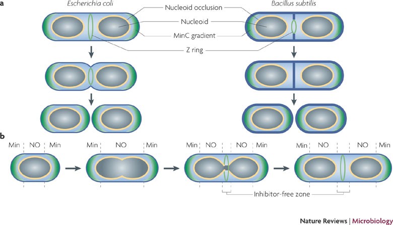 Bacterial cell division: assembly, maintenance and disassembly of the Z ring  | Nature Reviews Microbiology
