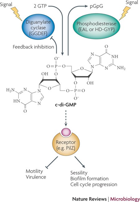Structural and mechanistic determinants of c-di-GMP signalling | Nature  Reviews Microbiology
