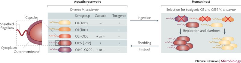 Five Basic Cholera Prevention Steps, Cholera