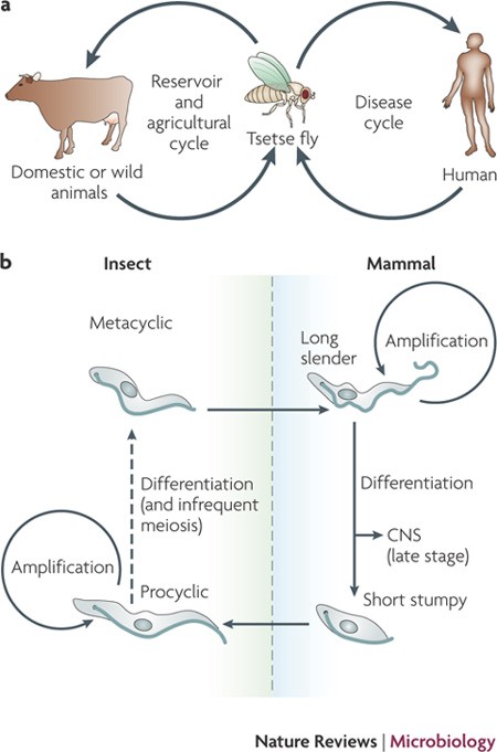 The trypanosome flagellar pocket | Nature Reviews Microbiology