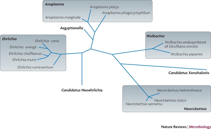 Anaplasma phagocytophilum and Ehrlichia chaffeensis: subversive 