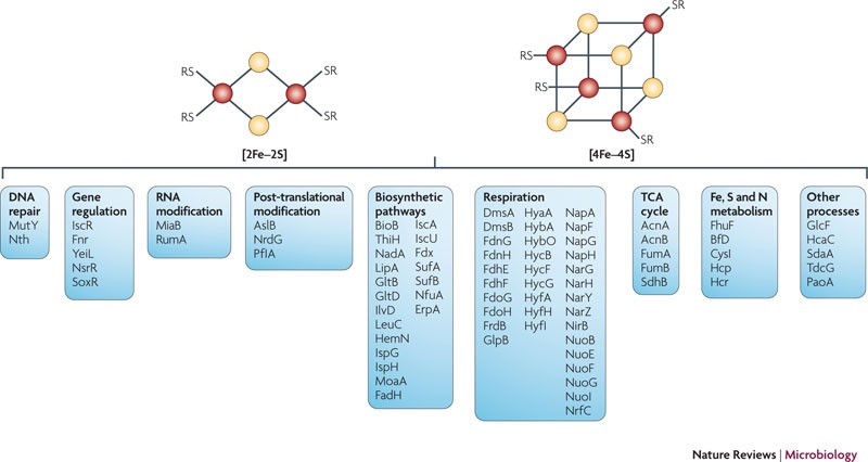 Building Fe S Proteins Bacterial Strategies Nature Reviews Microbiology