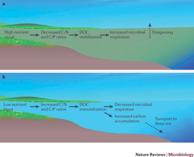 Increasing The Microbial Carbon Sink In The Sea By Reducing