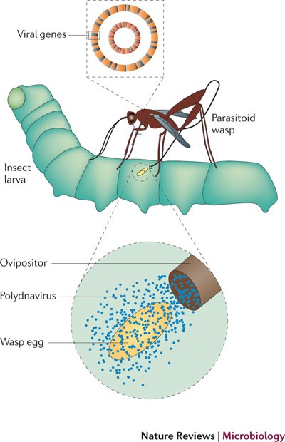 The good viruses: viral mutualistic symbioses | Nature Reviews Microbiology The good viruses: viral mutualistic symbioses | Nature Reviews Microbiology