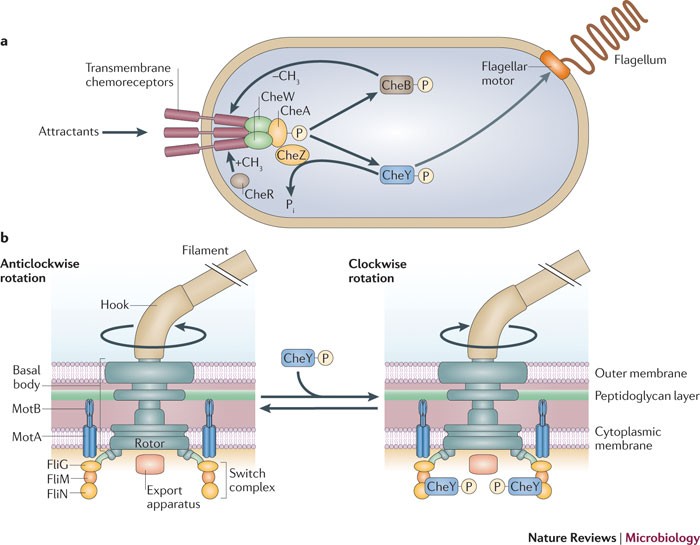 Signal processing in complex chemotaxis pathways | Nature Reviews  Microbiology