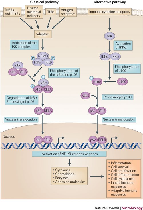 Het pad sociaal haak Modulation of NF-κB signalling by microbial pathogens | Nature Reviews  Microbiology