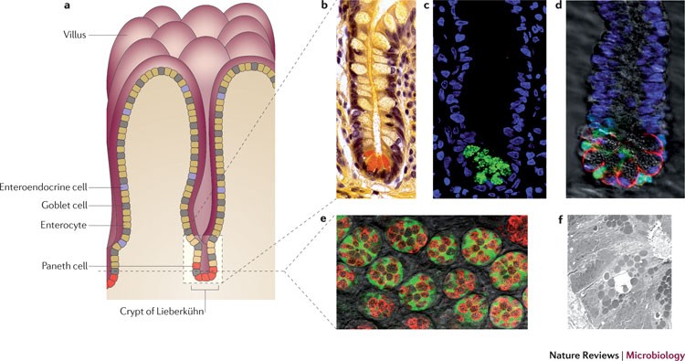 Paneth Cells Antimicrobial Peptideaintenance Of Intestinal Paneth Cells Antimicrobial Peptides