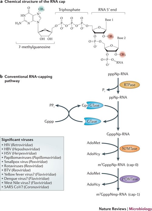 Conventional and unconventional mechanisms for capping viral mRNA | Nature  Reviews Microbiology