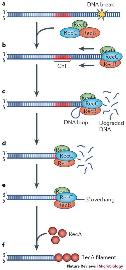 DNA repair systems