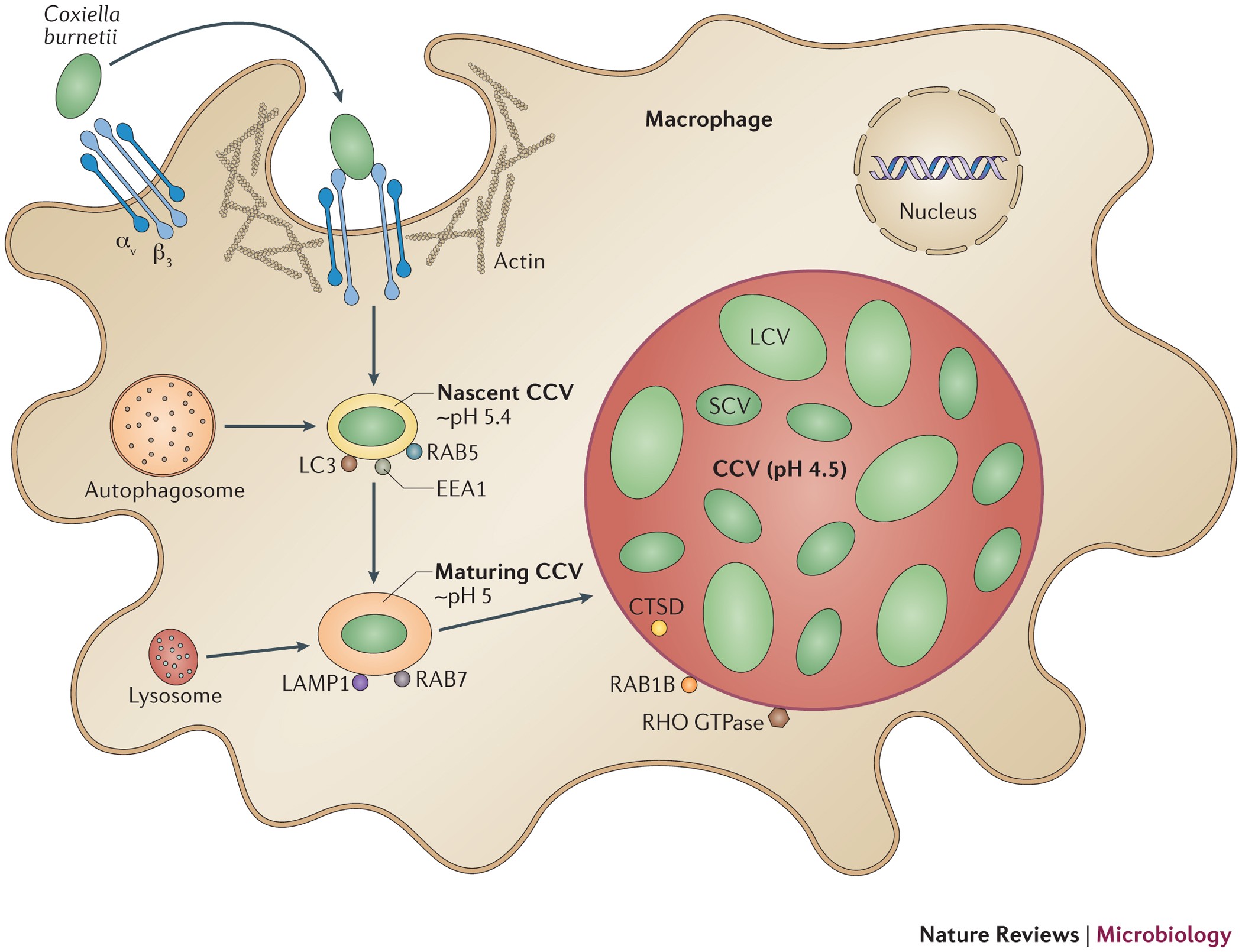 Molecular pathogenesis of the obligate intracellular bacterium Coxiella  burnetii | Nature Reviews Microbiology