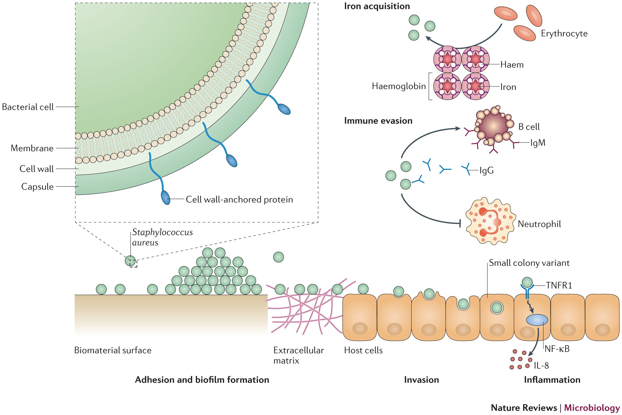 Staphylococcus epidermidis: Trends in Microbiology