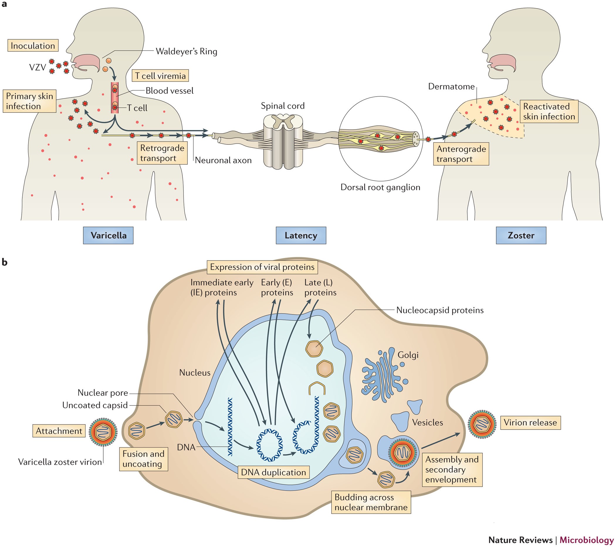 The Aponeurotic Tension Model of Craniofacial Growth in Man