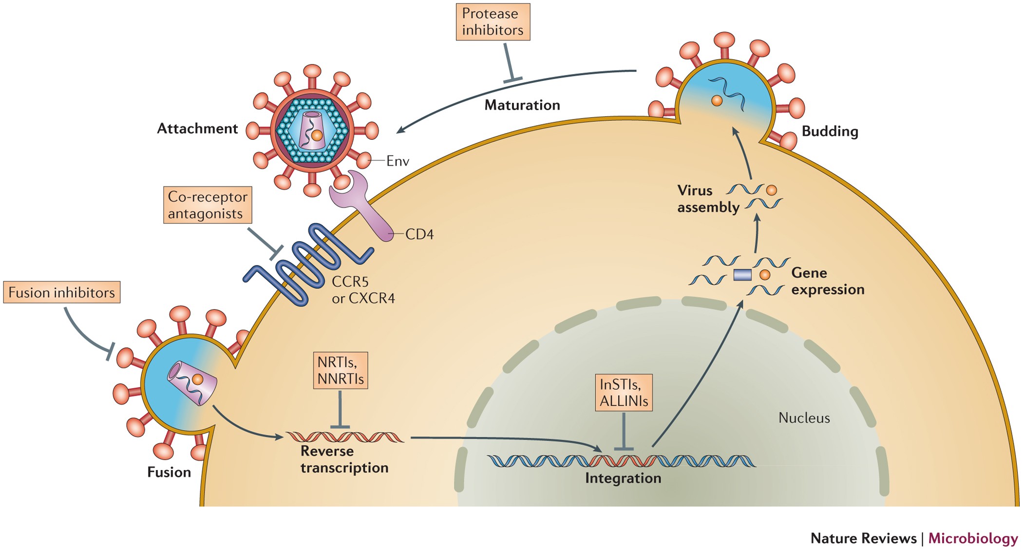 A Mechanistic Theory To Explain The Efficacy Of Antiretroviral