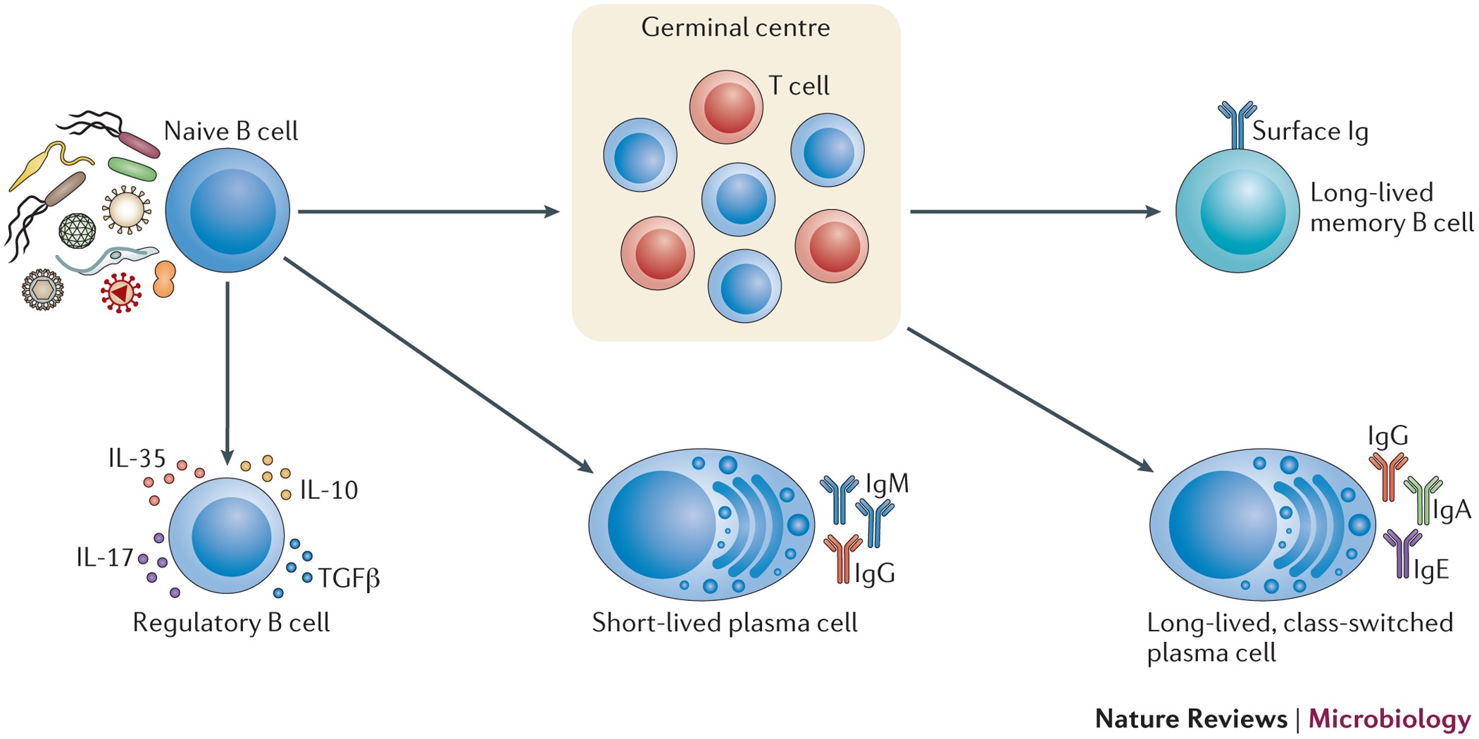 Cells At Work: White Blood Cell Receptor — KDo Makes