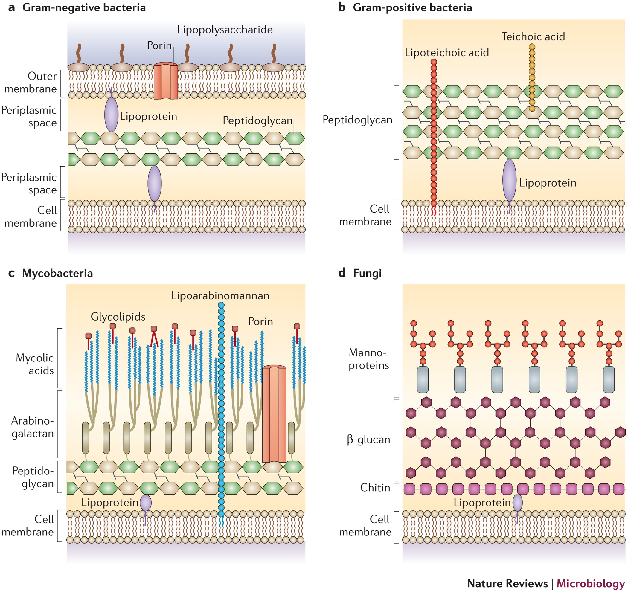 Through The Wall Extracellular Vesicles In Gram Positive Bacteria Mycobacteria And Fungi Nature Reviews Microbiology