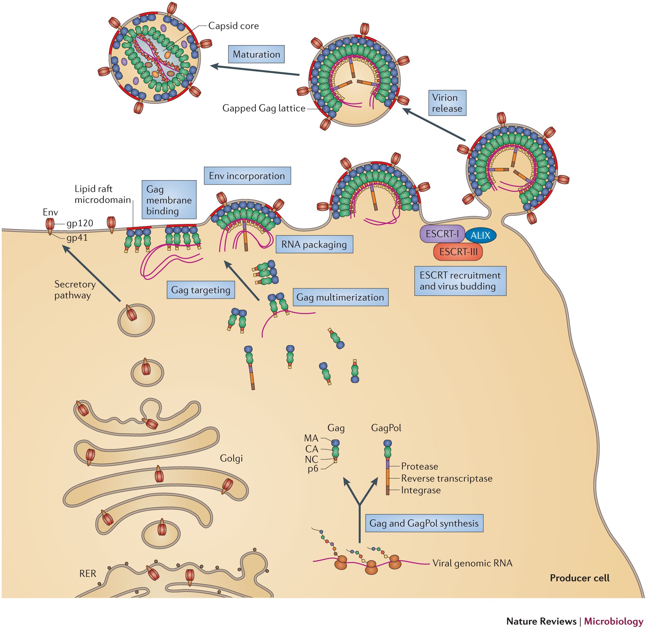 HIV-1 assembly, release and maturation | Nature Reviews Microbiology