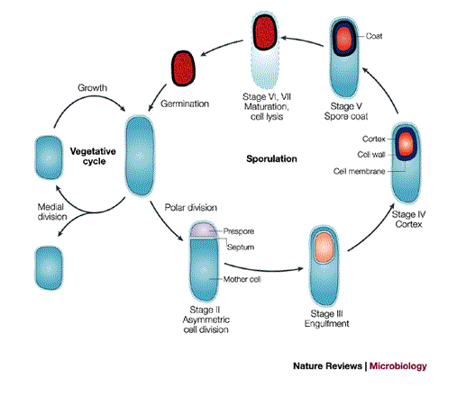 Regulation Of Endospore Formation In Bacillus Subtilis | Nature Reviews  Microbiology