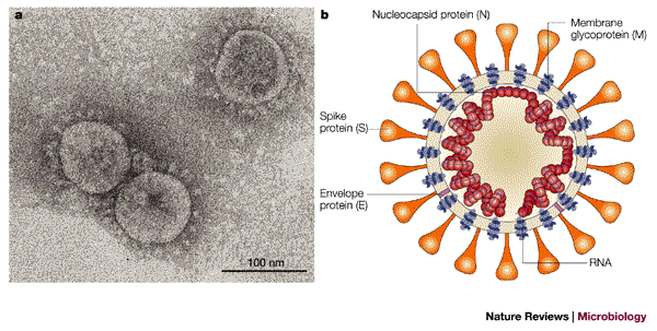 SARS — beginning to understand a new virus | Nature Reviews Microbiology