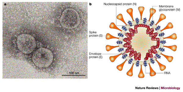 Why the New Coronavirus Unnerves Public Health: Remembering SARS