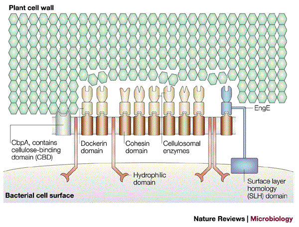 Cellulosomes Plant Cell Wall Degrading Enzyme Complexes Nature