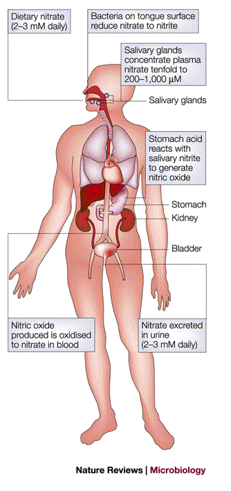 Nitrate Bacteria And Human Health Nature Reviews Microbiology