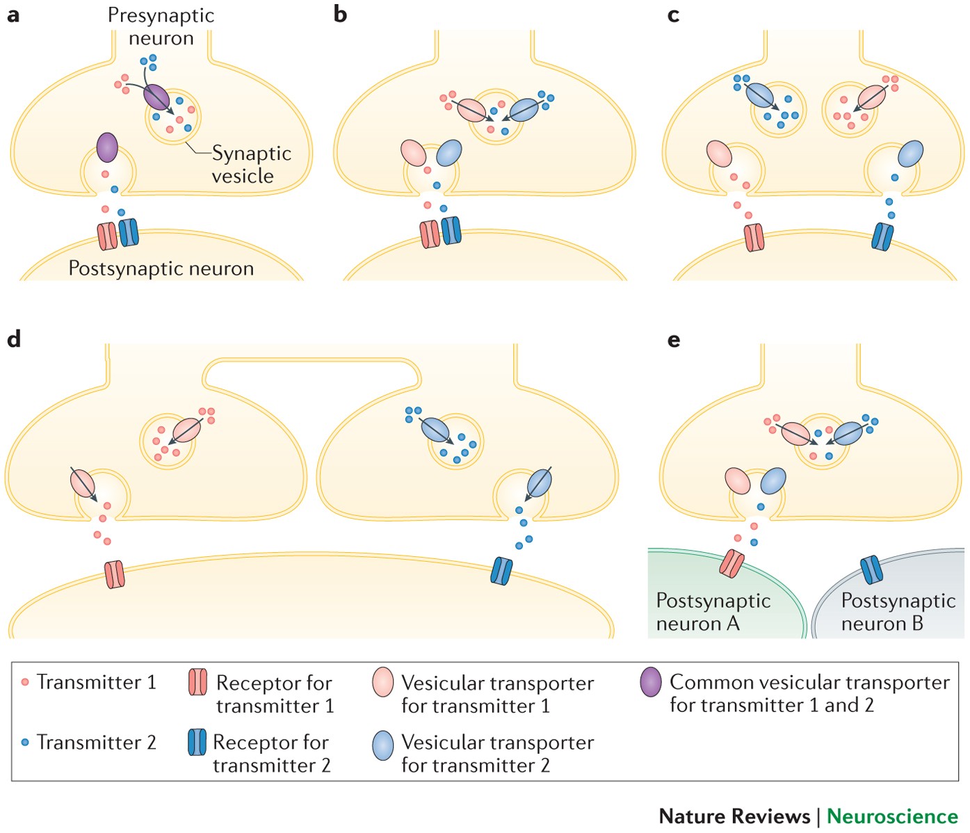 Mechanisms and functions of GABA co-release | Nature Reviews Neuroscience