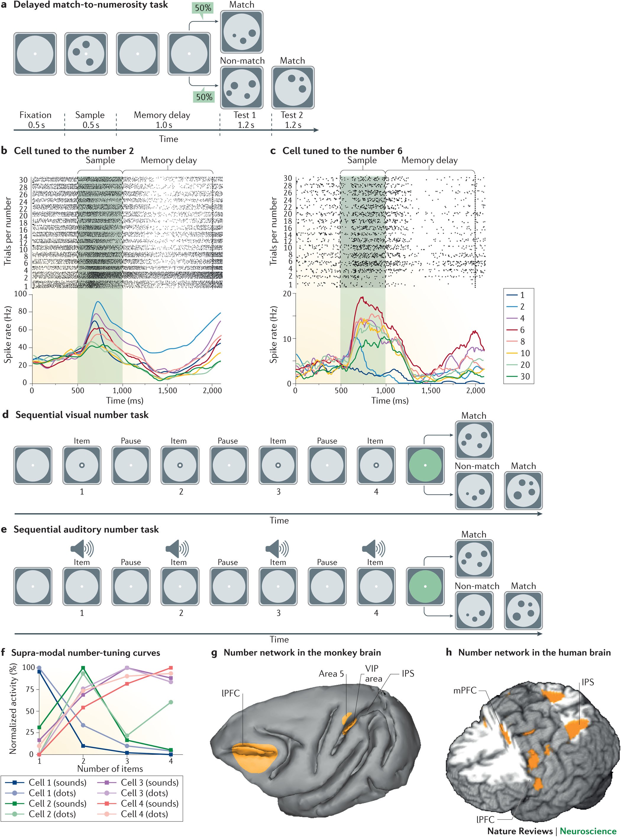 The Neuronal Code For Number Nature Reviews Neuroscience The Neuronal Code For Number Nature Reviews Neuroscience