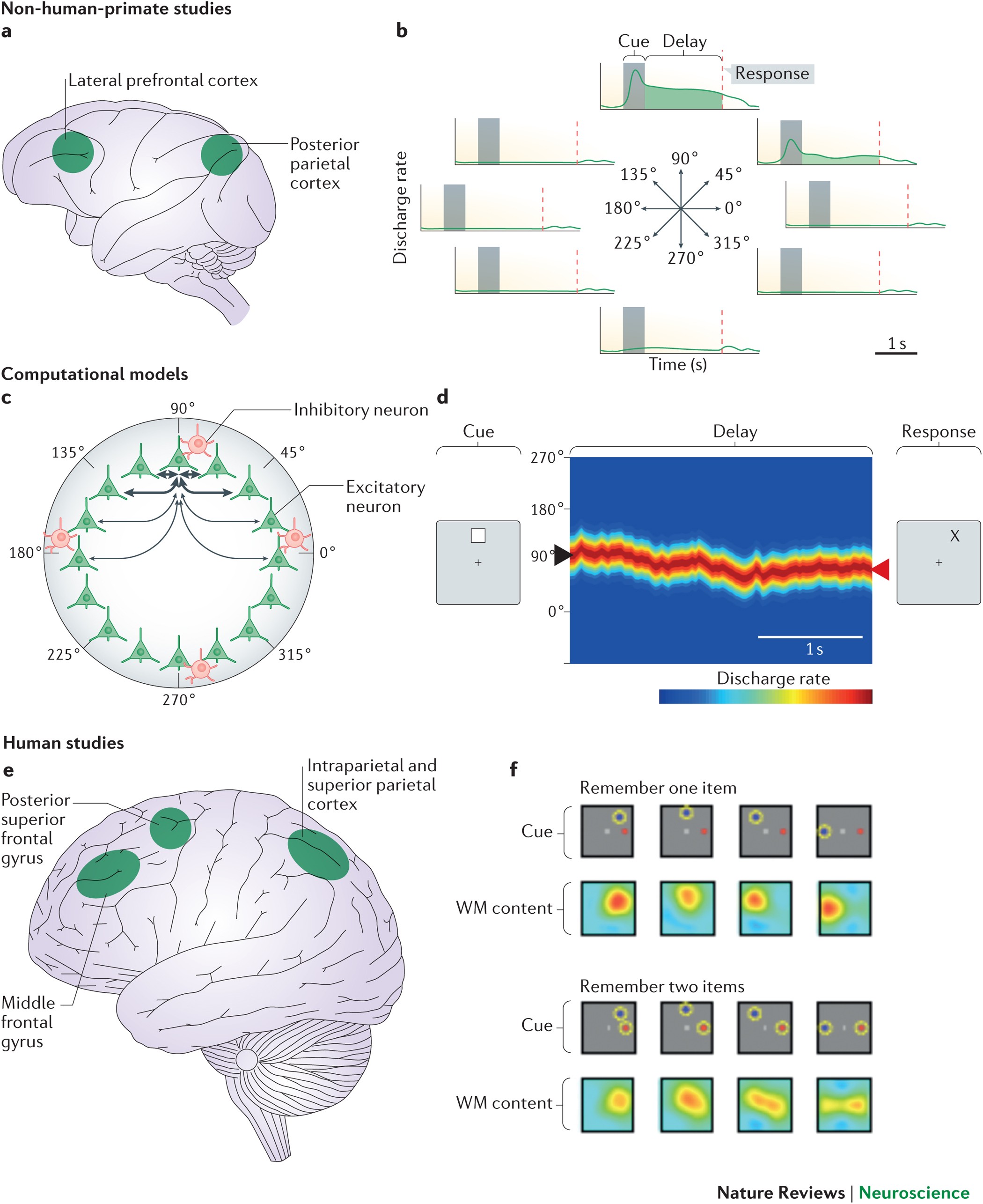 The neuroscience of working memory capacity and training | Nature Reviews  Neuroscience