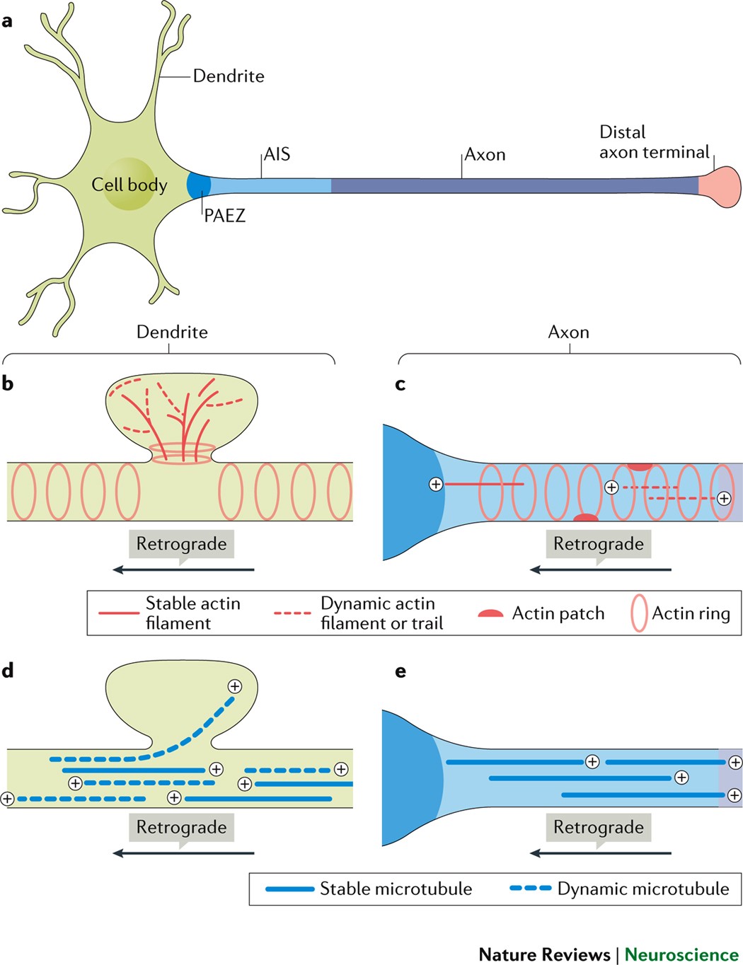 Figure 6–17 from Phase 0 of Parturition : Uterine Quiescence | Semantic  Scholar