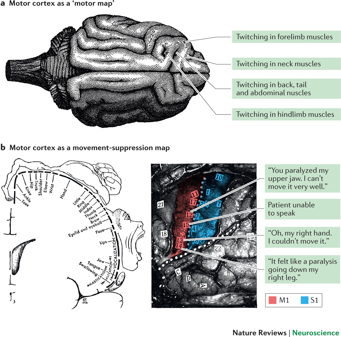 Motor Cortex: Function and Location