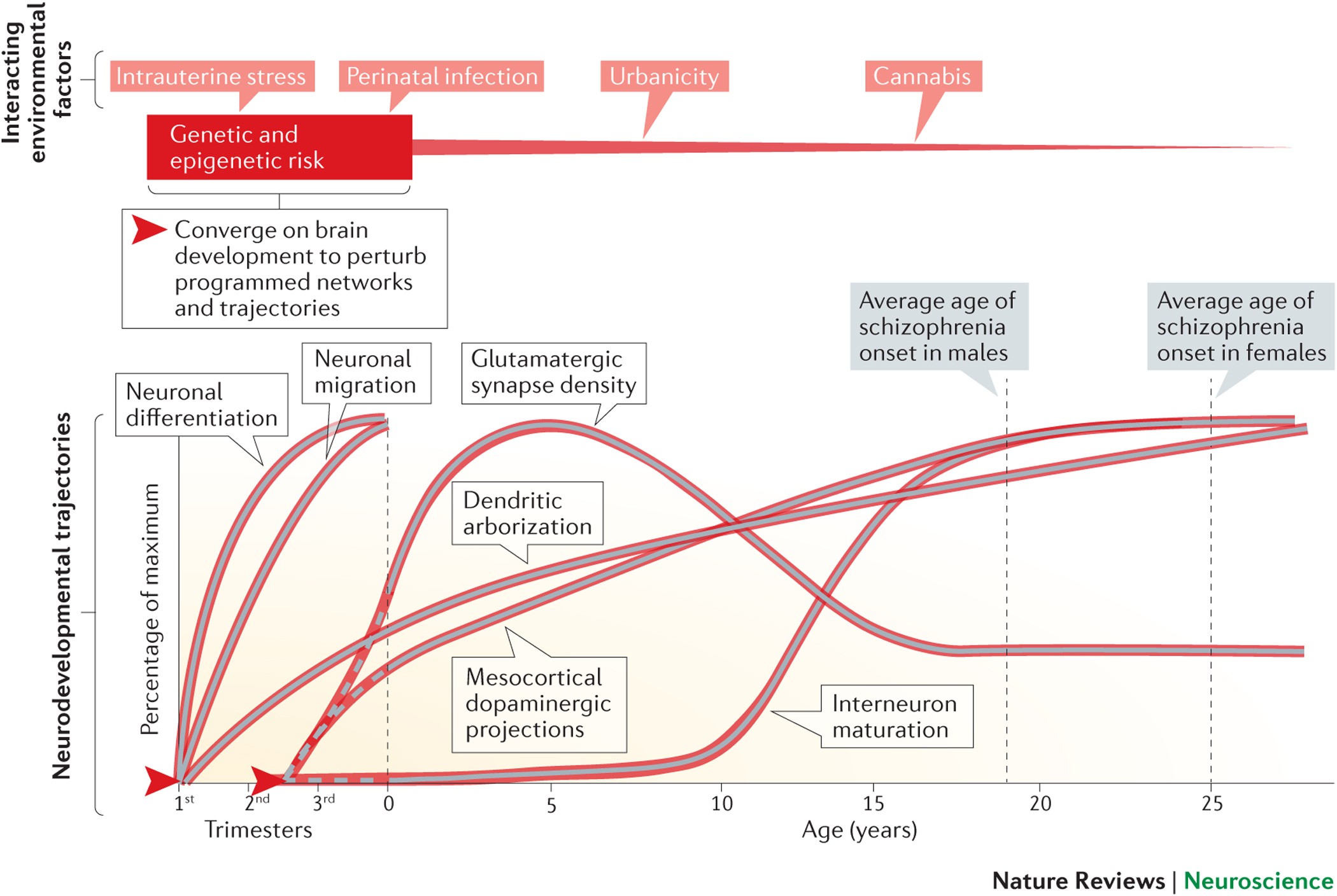 Genetic Insights Into The Neurodevelopmental Origins Of Schizophrenia Nature Reviews Neuroscience